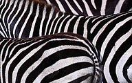 Plains zebra (Equus quagga)